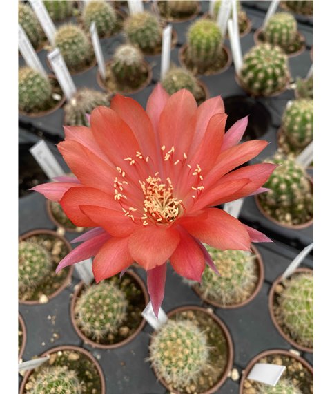 Echinopsis Red Baron