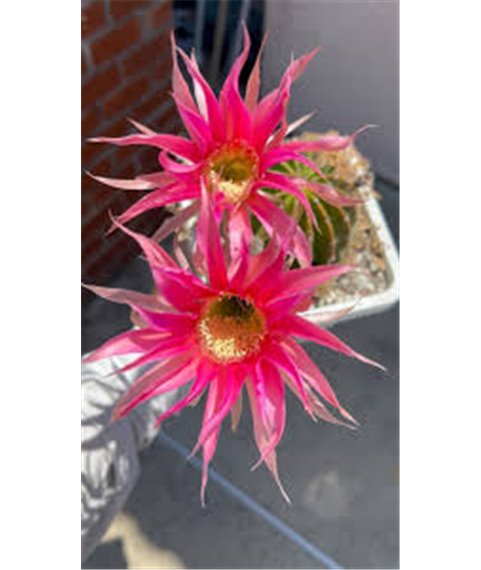 Echinopsis Bourne spider