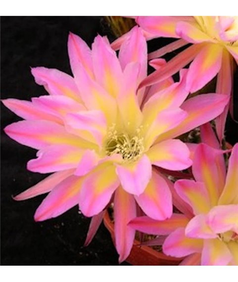 Echinopsis Bourne Mischief 9cm pot