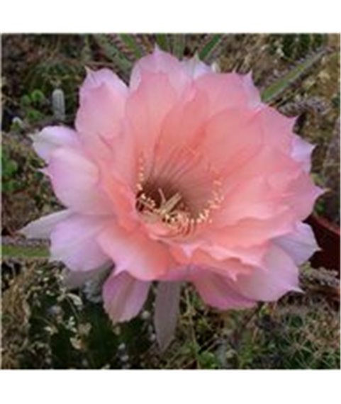 Echinopsis Brexit (CSH)