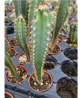 Cereus peruvianus