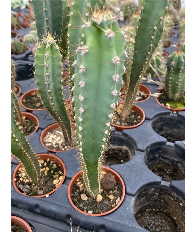 Cereus peruvianus Cereus peruvianus