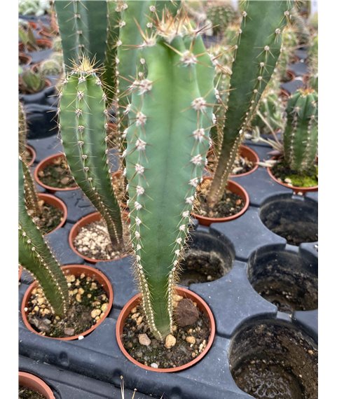 Cereus peruvianus