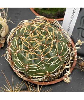 Matucana aureiflora L104