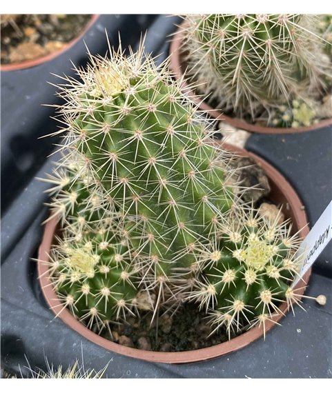 Echinocereus klapperi