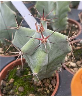 Pachycereus weberi