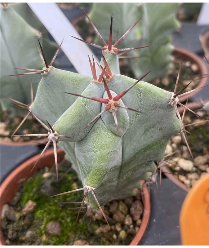 Pachycereus weberi Pachycereus weberi