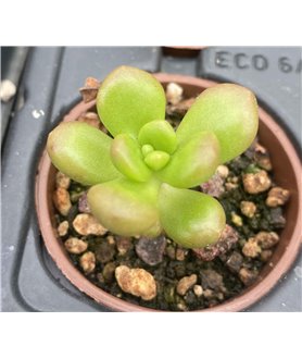 Sedum lucidum obesum