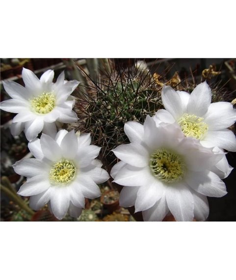 Echinopsis aurea v albiflora