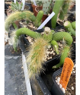 Hildewinteria coledomononis f. nudum