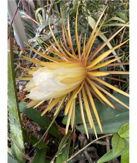 Selenicereus grandiflorus v. Cayococo Cuba