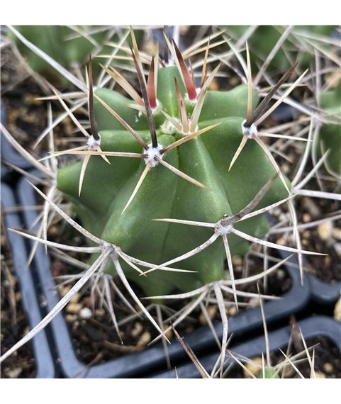Echinocereus triglochidiatus Sandoval County, New Mexico