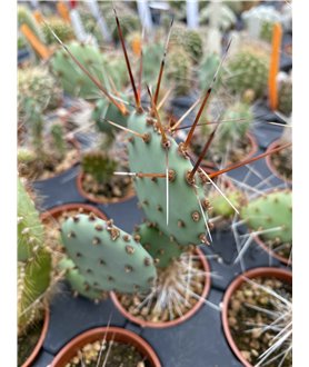 Opuntia violacea v macrocentra