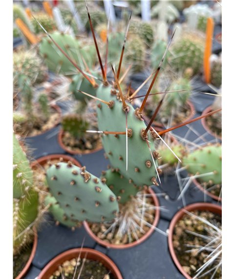 Opuntia violacea v macrocentra