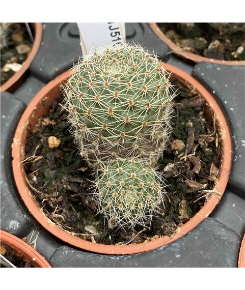 Rebutia supthutiana HJ516