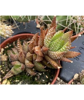 Haworthia coarctata