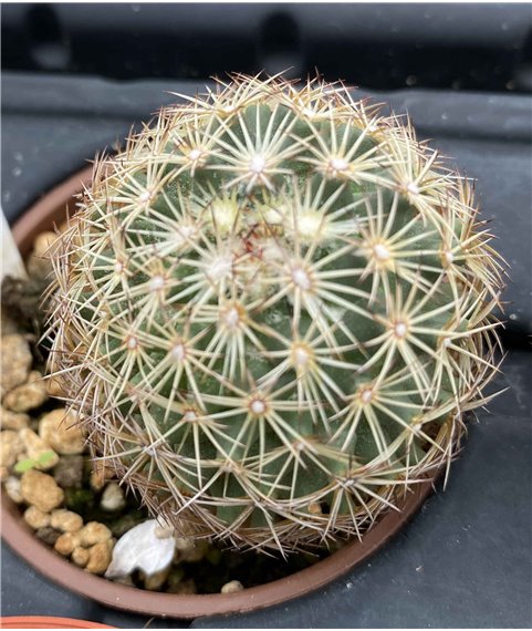 Coryphantha palmeri El Salvador NL