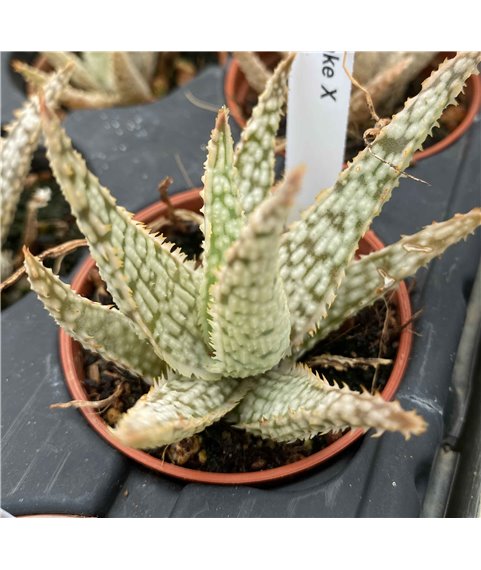 Aloe Snowflake X