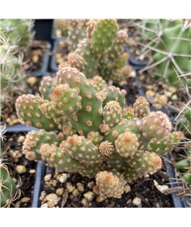 Opuntia microdasys v. rufida f. minor