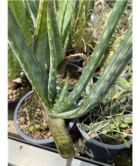 Aloe cameronii
