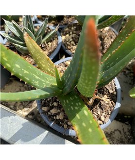 Aloe cameronii