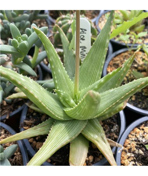 Aloe Mint Stripes