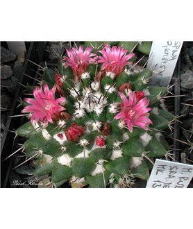 Mammillaria vagaspina Rep1114