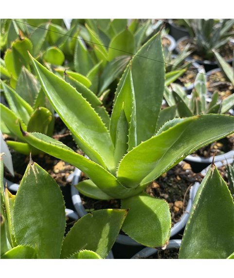 AGAVE celsii 