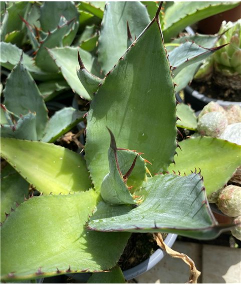 Agave atrovirens v atrovirens