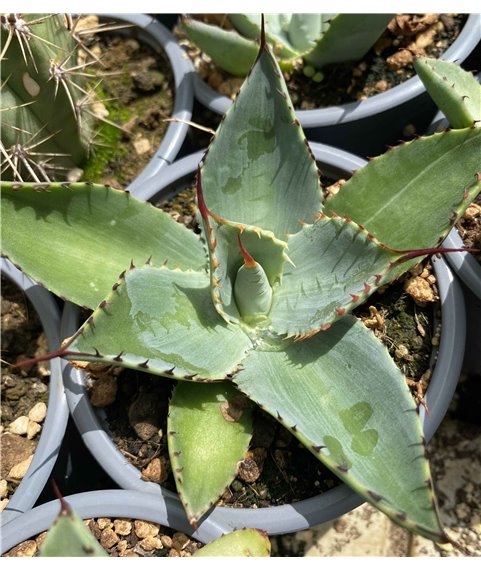 Agave parryi v huachusensis