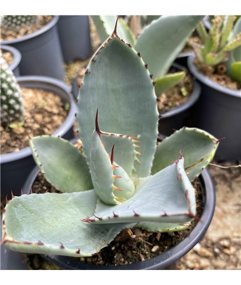 Agave parryi truncata