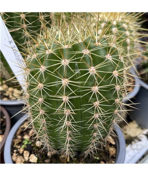 X Tricoechinopsis Kathe
