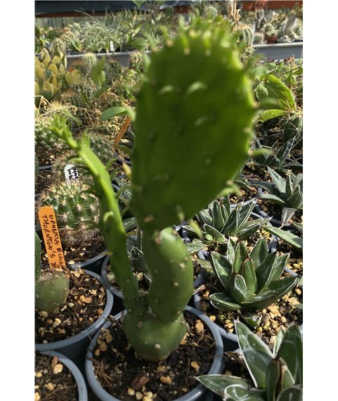 Opuntia gomei