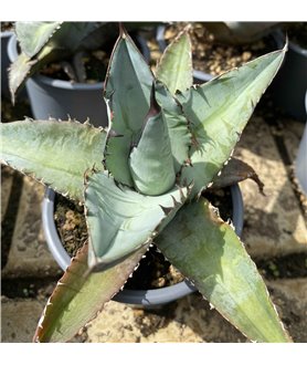 Agave titanota Blue