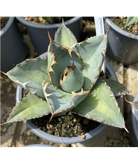 Agave titanota Blue