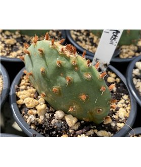 Opuntia pottsii v. nova DJF1441 S.W. Alberquerque NM.