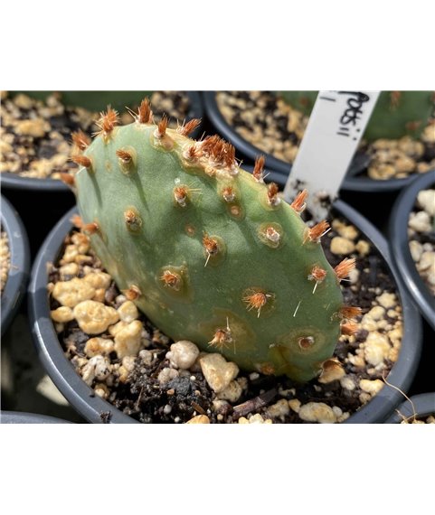 Opuntia pottsii v. nova DJF1441 S.W. Alberquerque NM.