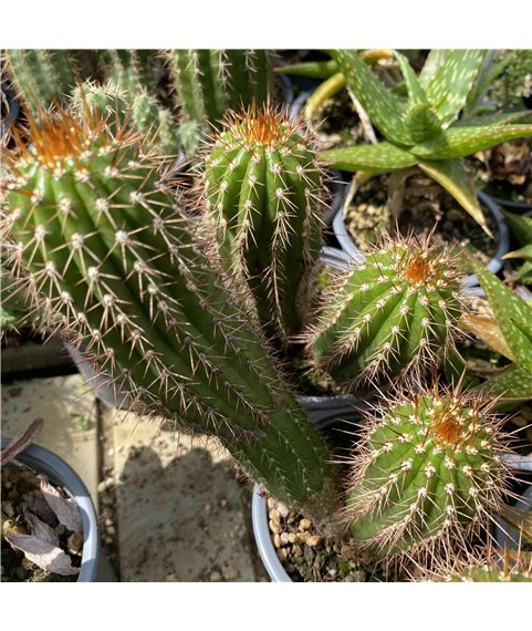 Trichocereus sp. 9km West of Culpina ZJ2084