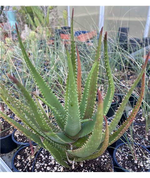 Aloe Iolwensis
