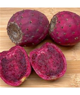 Opuntia streptacantha 'Zacatecas Purple'