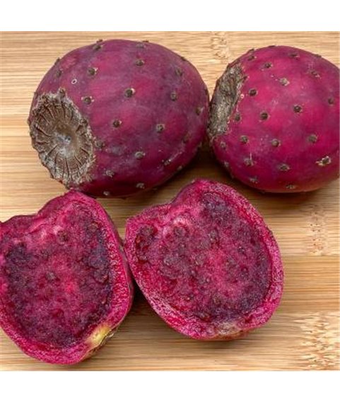 Opuntia streptacantha 'Zacatecas Purple'