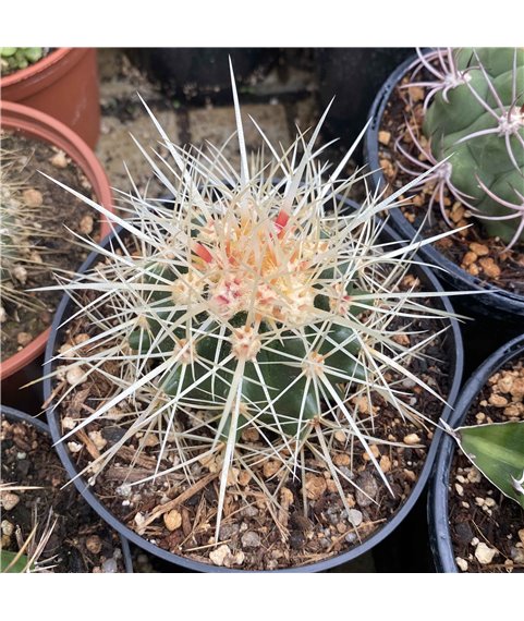 Echinocactus grusonii zacatecasensis KPP1603, south of San Juan de Capistrano, Zac 13cm pot