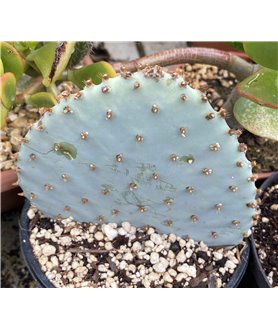 Opuntia violacea