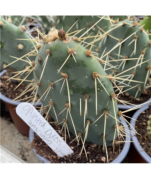 Opuntia dulcis (anacantha) SB990