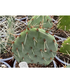 Opuntia phaeacantha SB1070  Larimer Co.