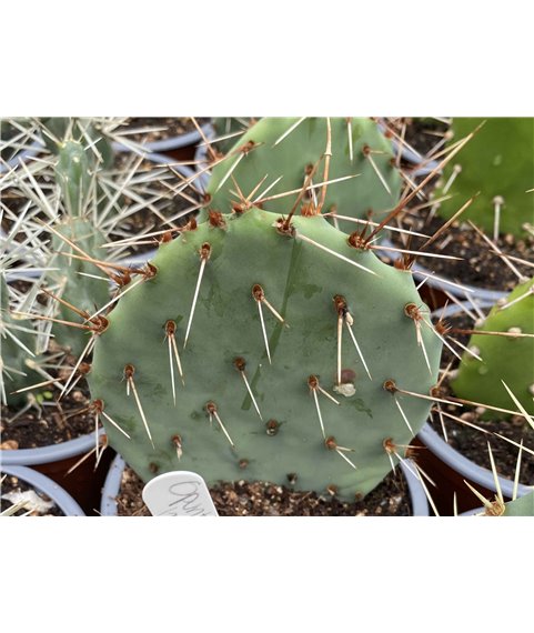 Opuntia phaeacantha SB1070  Larimer Co.