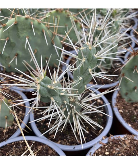 Cylindropuntia rosea PG