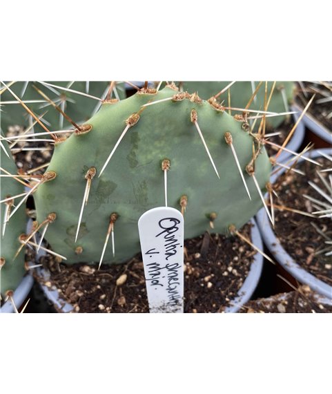 Opuntia phaeacantha major DJF1138