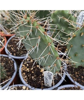 Opuntia cymochila Gaza Co. Colorado