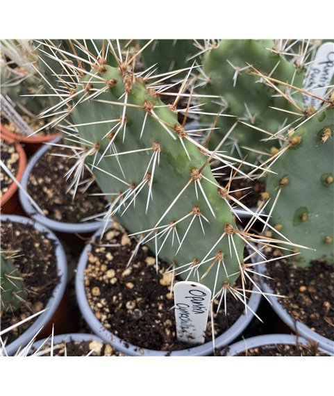 Opuntia cymochila Gaza Co. Colorado